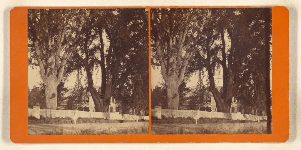 Edwards Elms Northampton MA