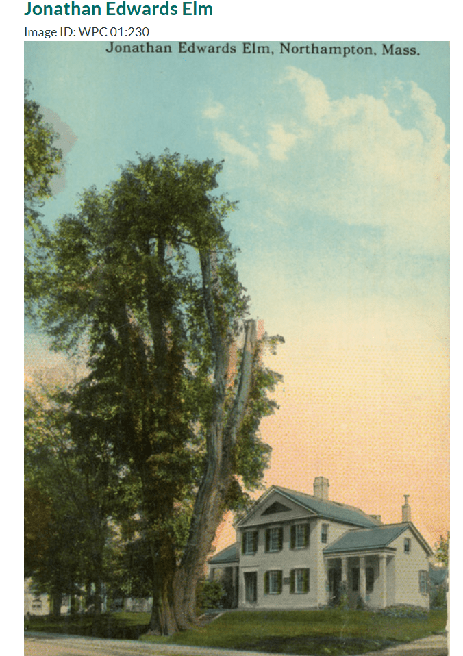 Edwards Elms Northampton MA